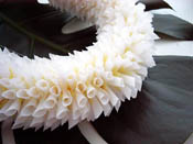 �z���C�g�W���W���[���C �L�b�g