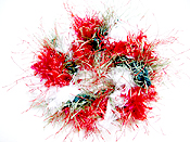 �N���X�}�X�V���V�� / �J���L�}�J�V���V��