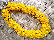 �}���[�S�[���h���C �L�b�g